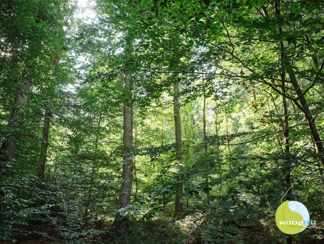 woodify - Mit ökologischem Impact in Deutschland Business Impact erzeugen